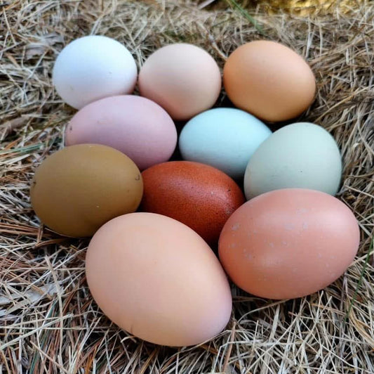 Chicken Eggs