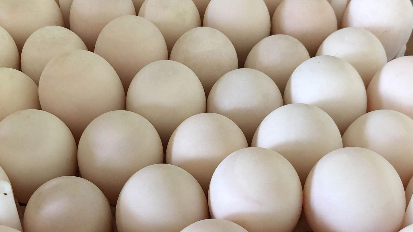 Duck Eggs